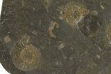 Dactylioceras Ammonite Cluster - Posidonia Shale, Germany #79308-1